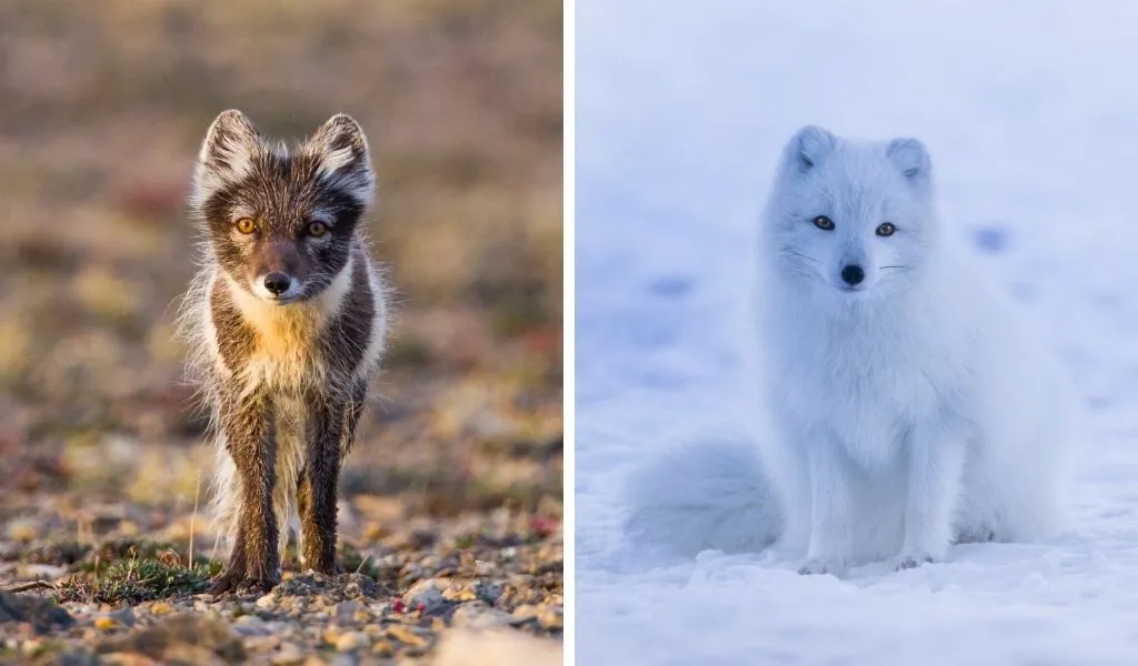 Arctic Fox Algorithm