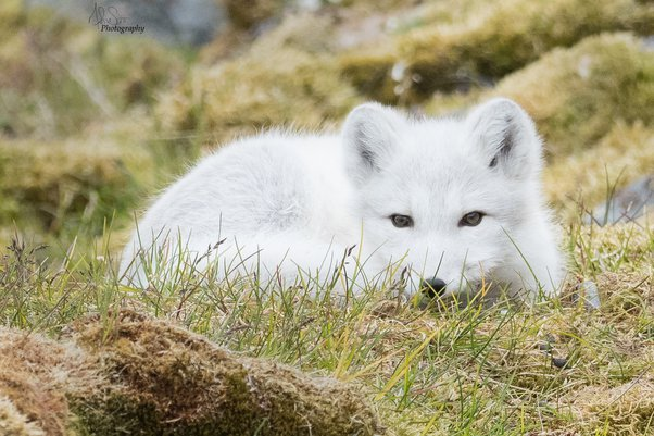 Arctic Fox Algorithm